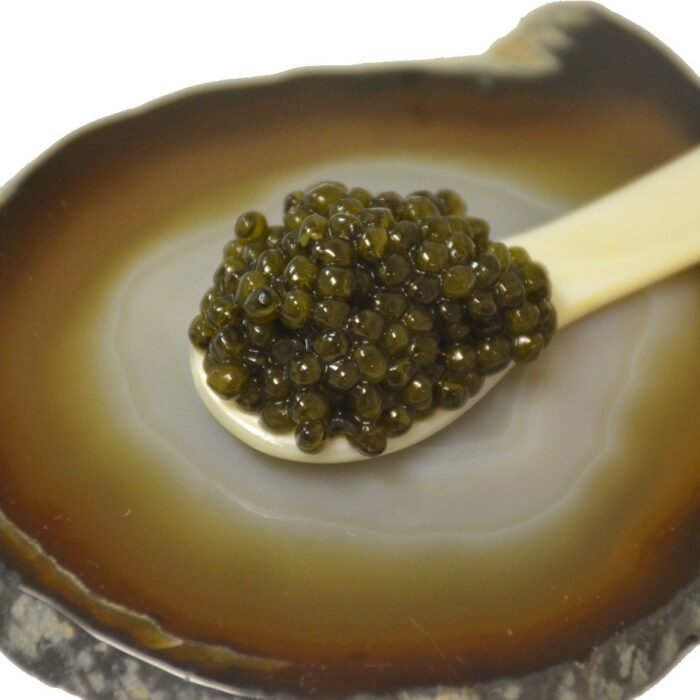 OLMA-Siberian-Closeup